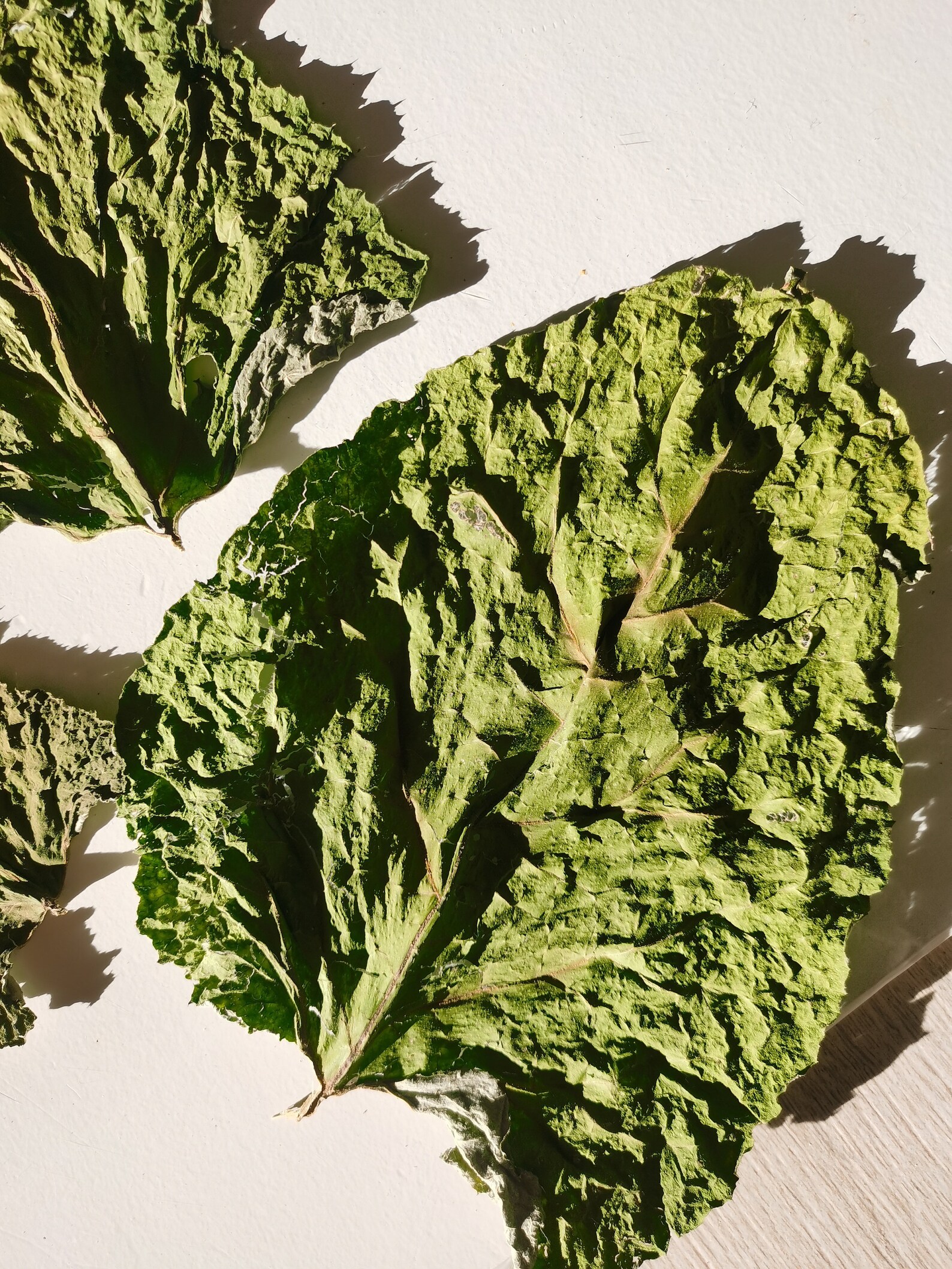 Whole Dried Burdock Leaves 6pcs Organic Burdock Arctium Etsy