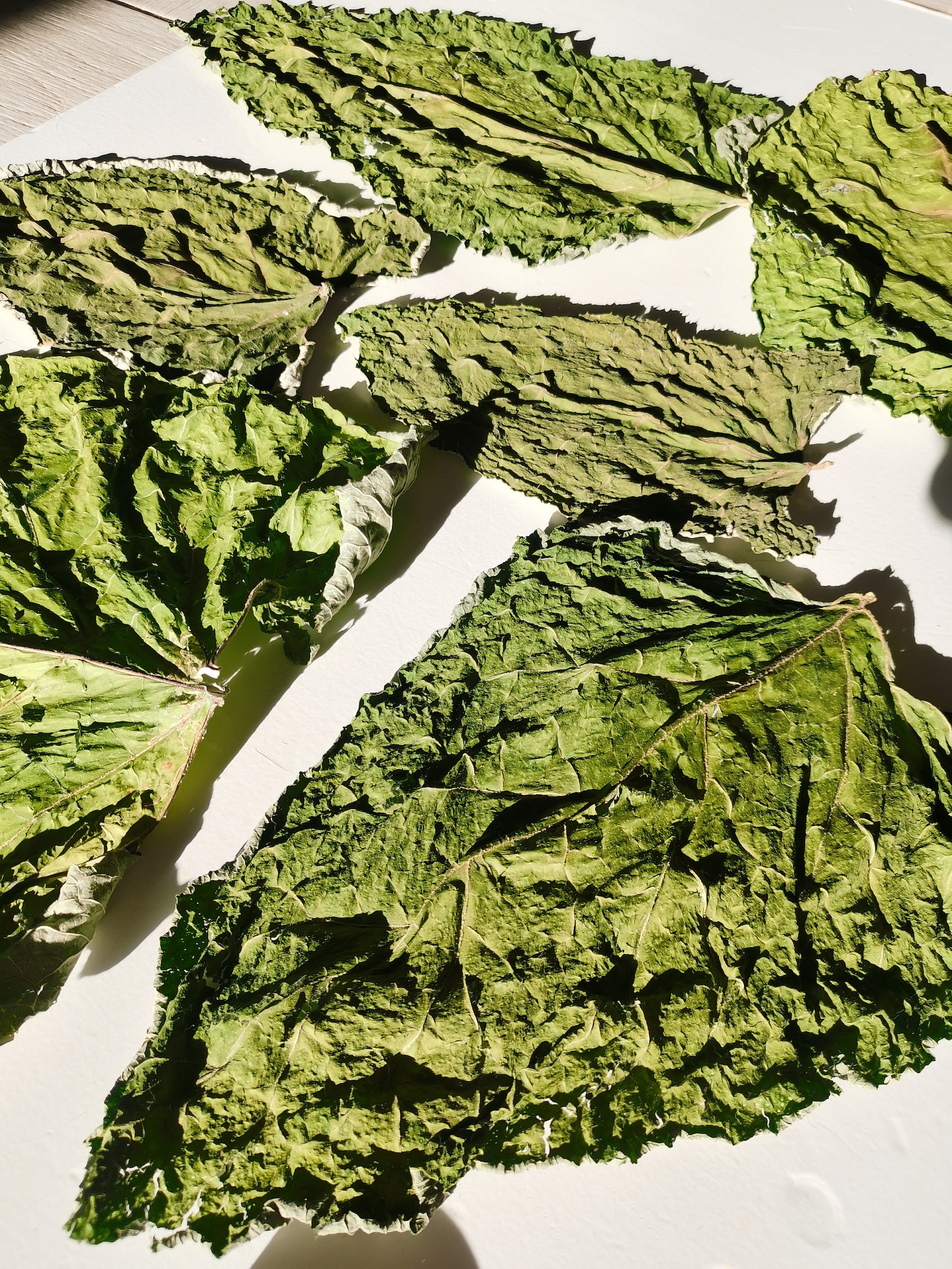 Whole Dried Burdock Leaves 6pcs Organic Burdock Arctium Etsy