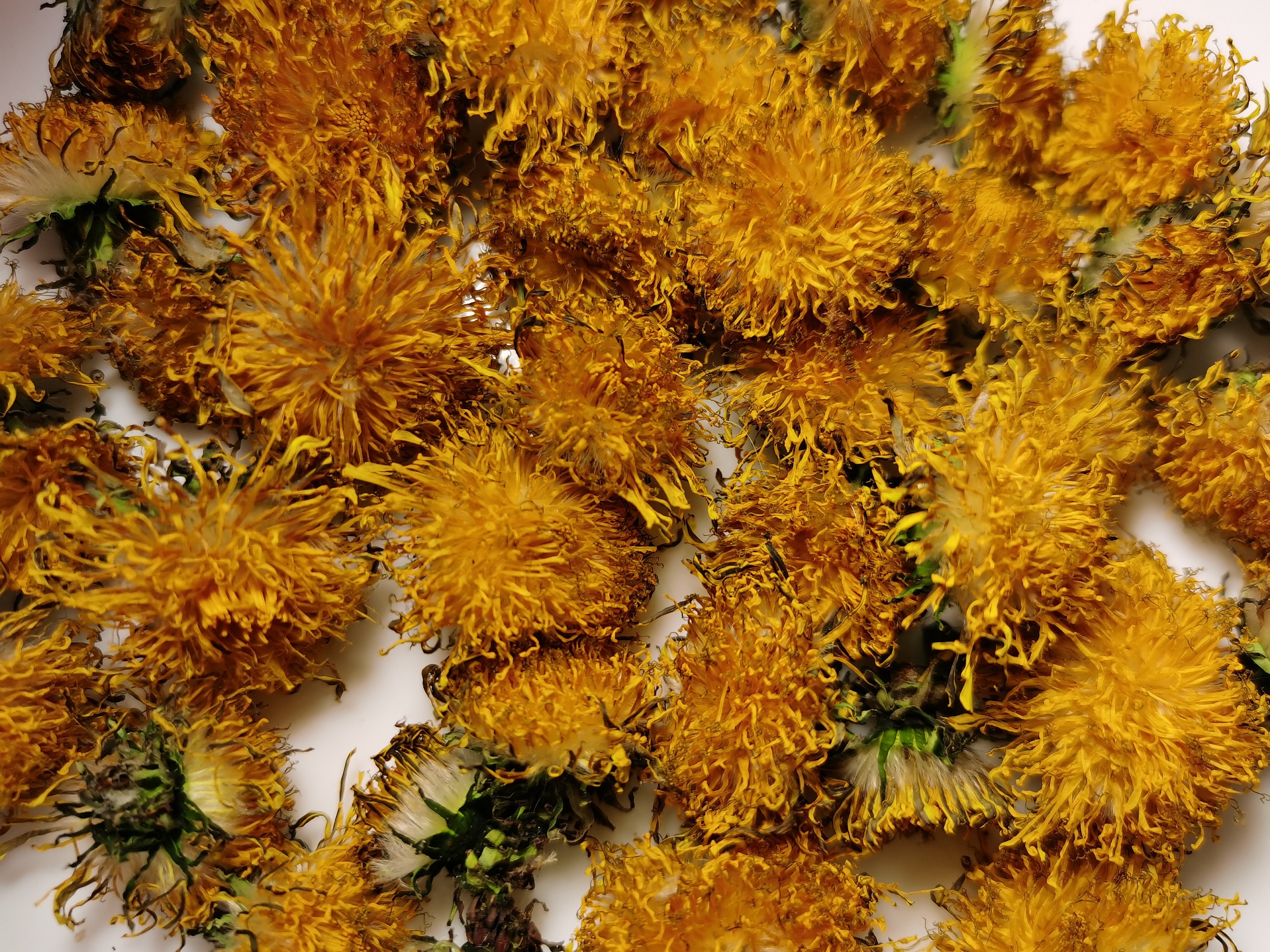 Dried whole dandelion flowers Harvest 2021 Etsy
