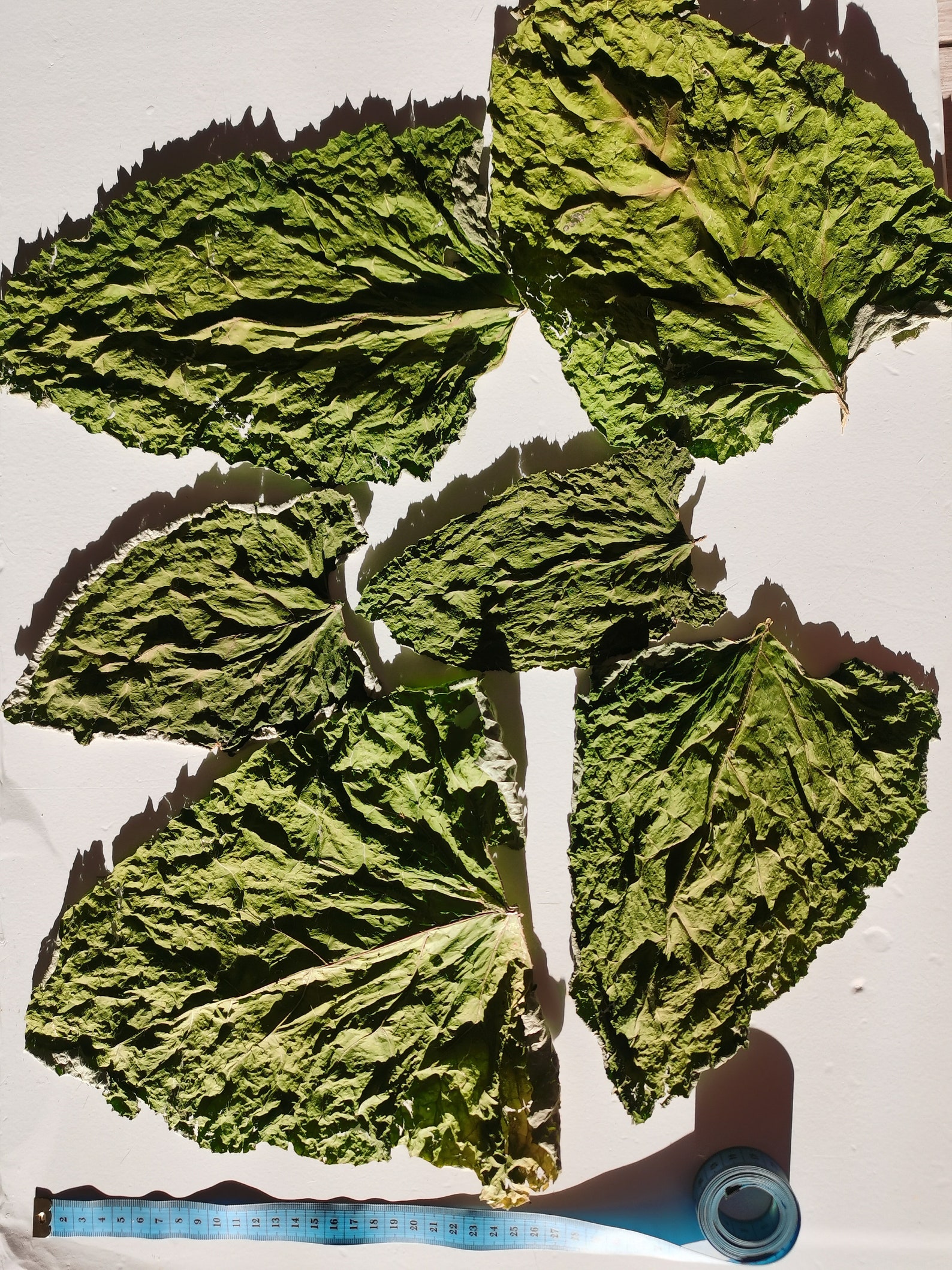 Whole Dried Burdock Leaves 6pcs Organic Burdock Arctium Etsy