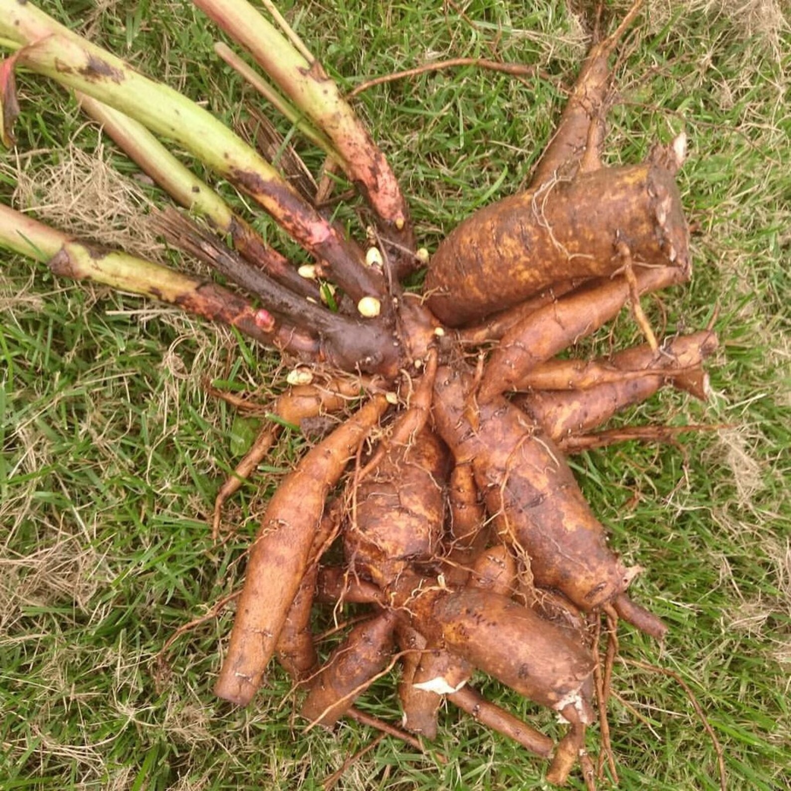 Organic Peony Root Slices Marin root Natural dried herb Etsy