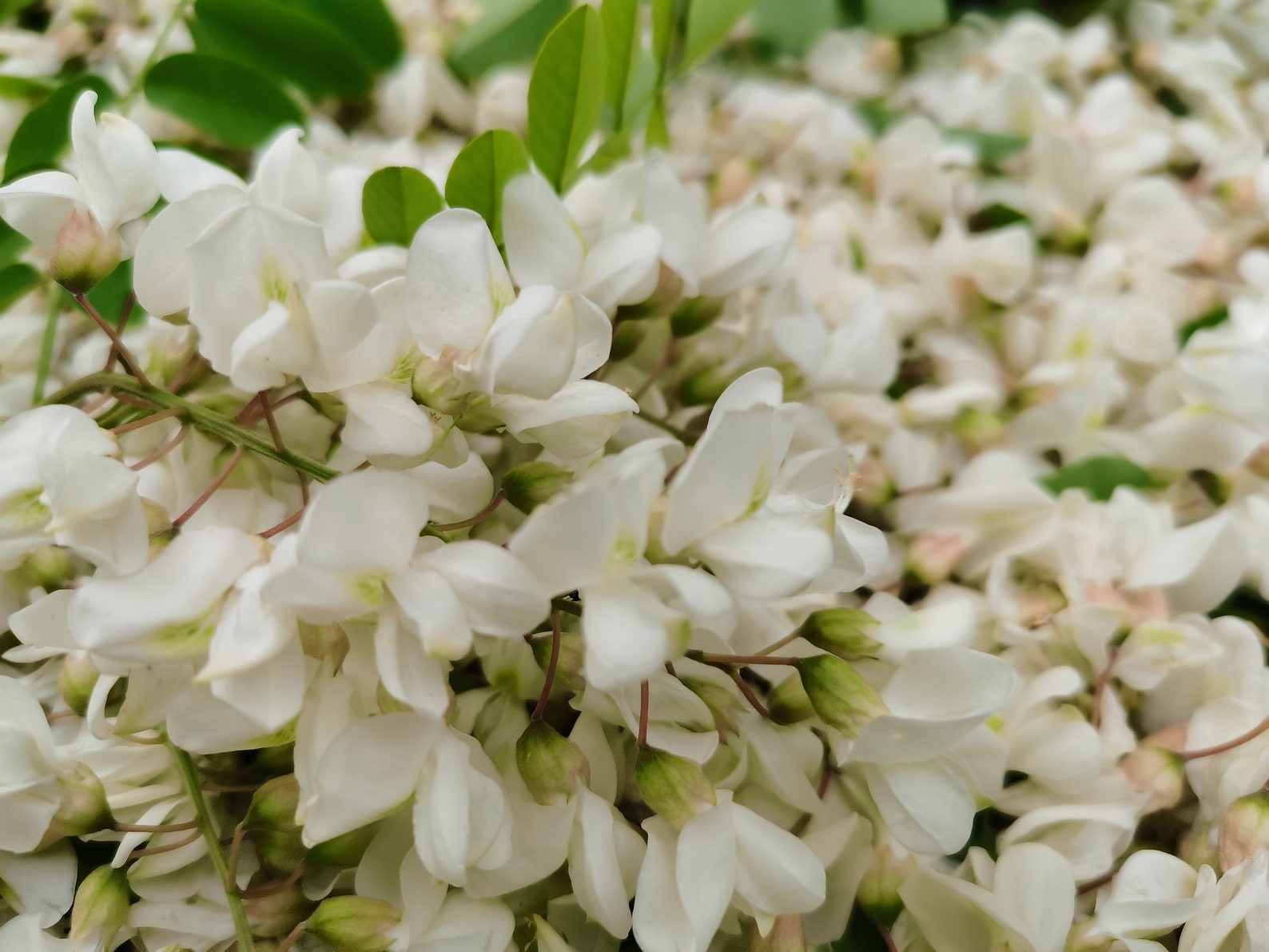 White acacia Color Herbalist Acacia flowers Organic Etsy