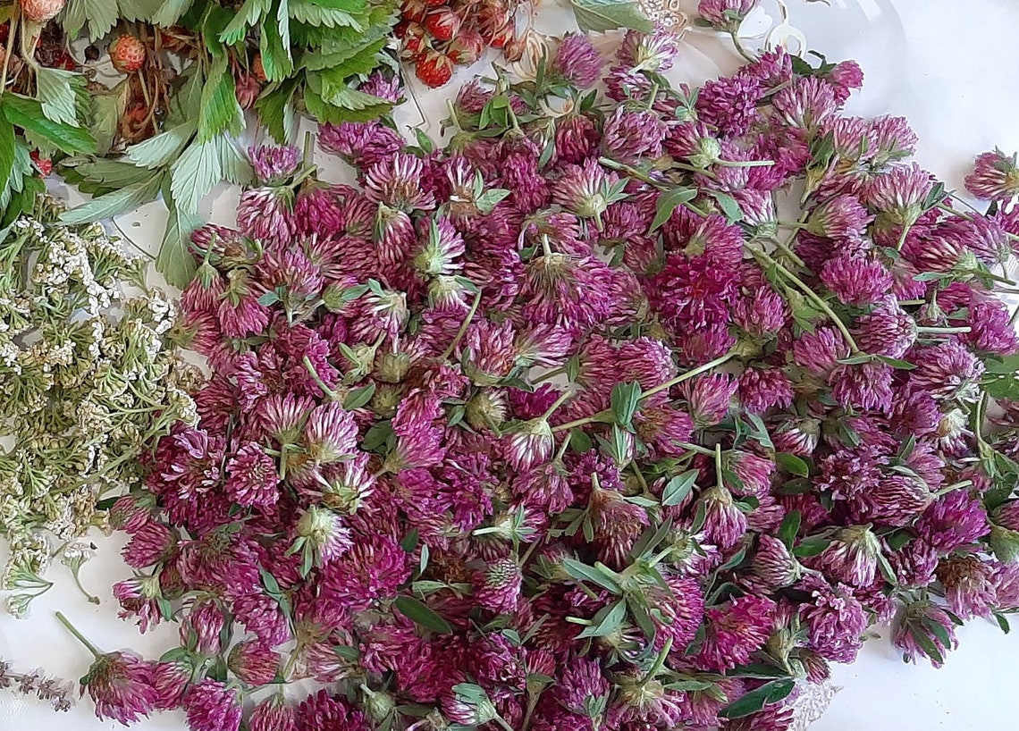Dry organic clover Clover flowers Dried clover flowers Etsy