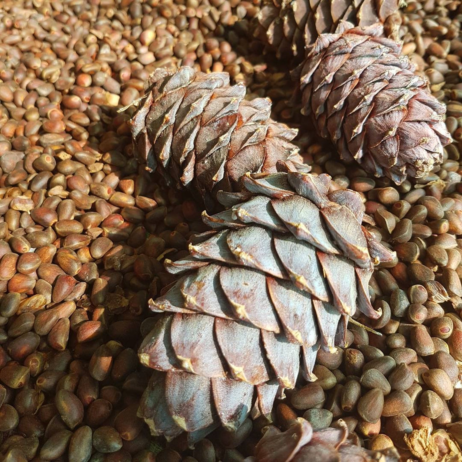 Siberian pine nuts in shells Harvest from Altai Mountains Etsy