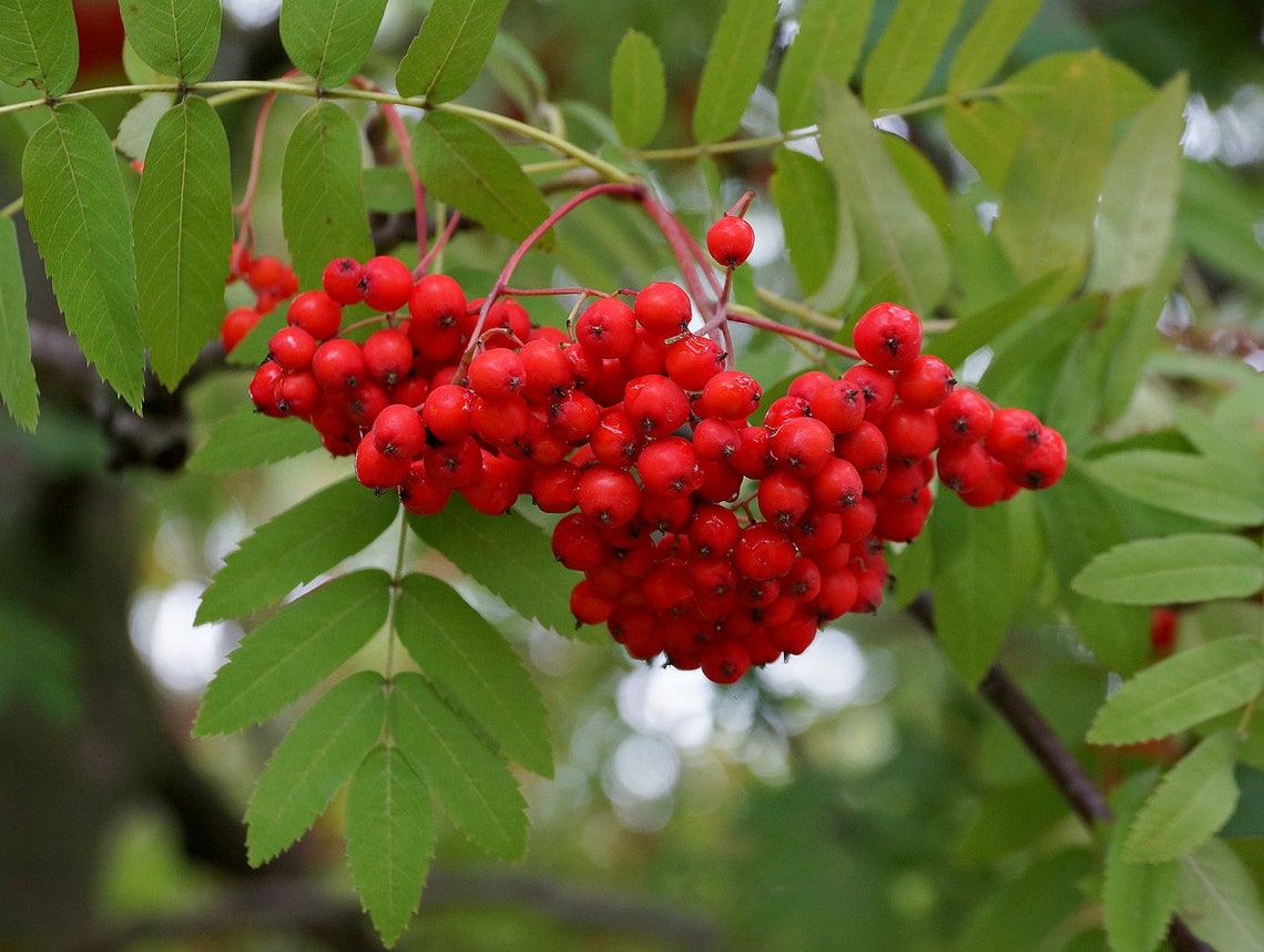 Organic rowan berries Dry mountain ash Naturally Dried Etsy