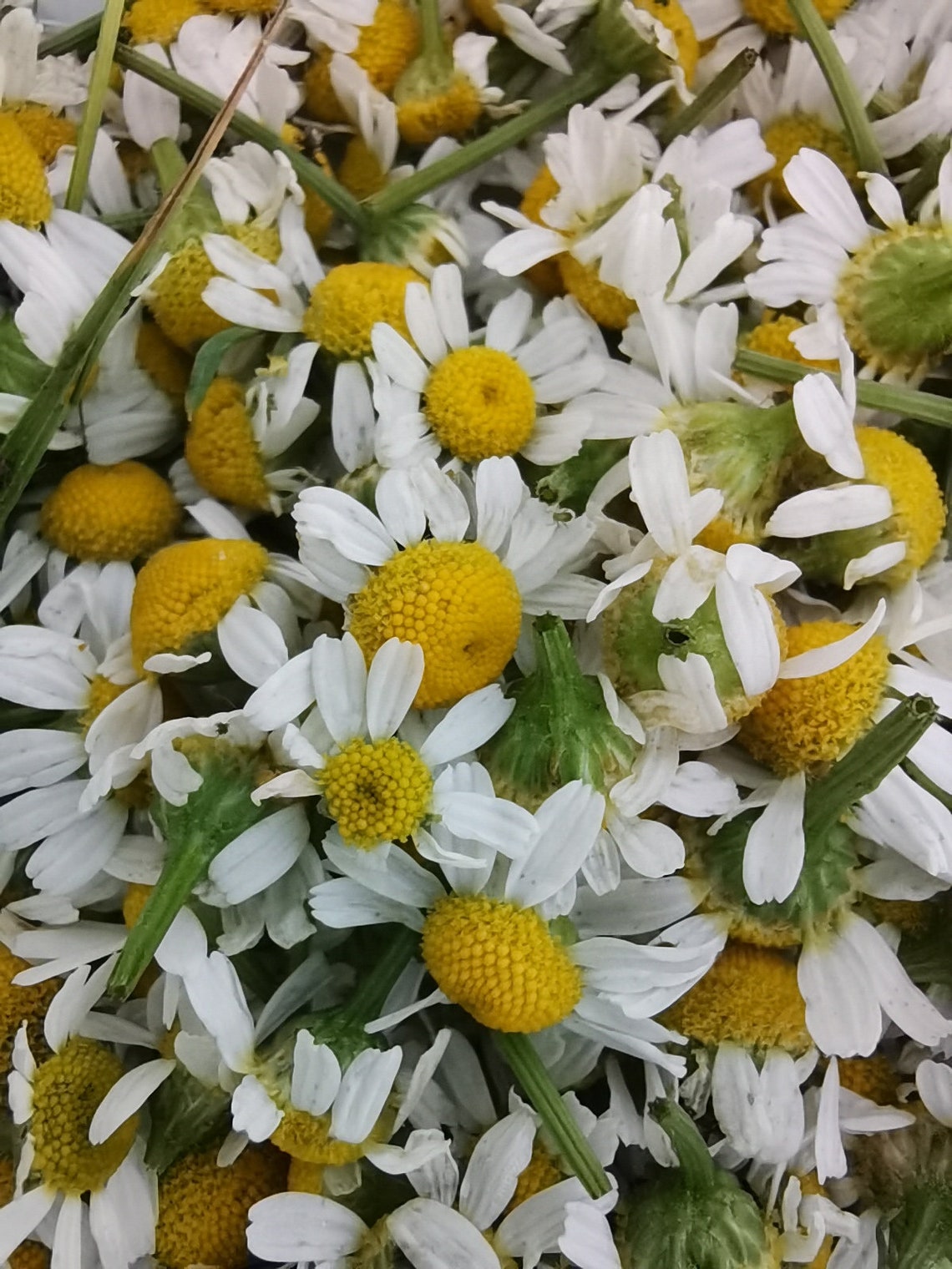 Dried whole chamomile 132oz Matricaria chamomilla Etsy
