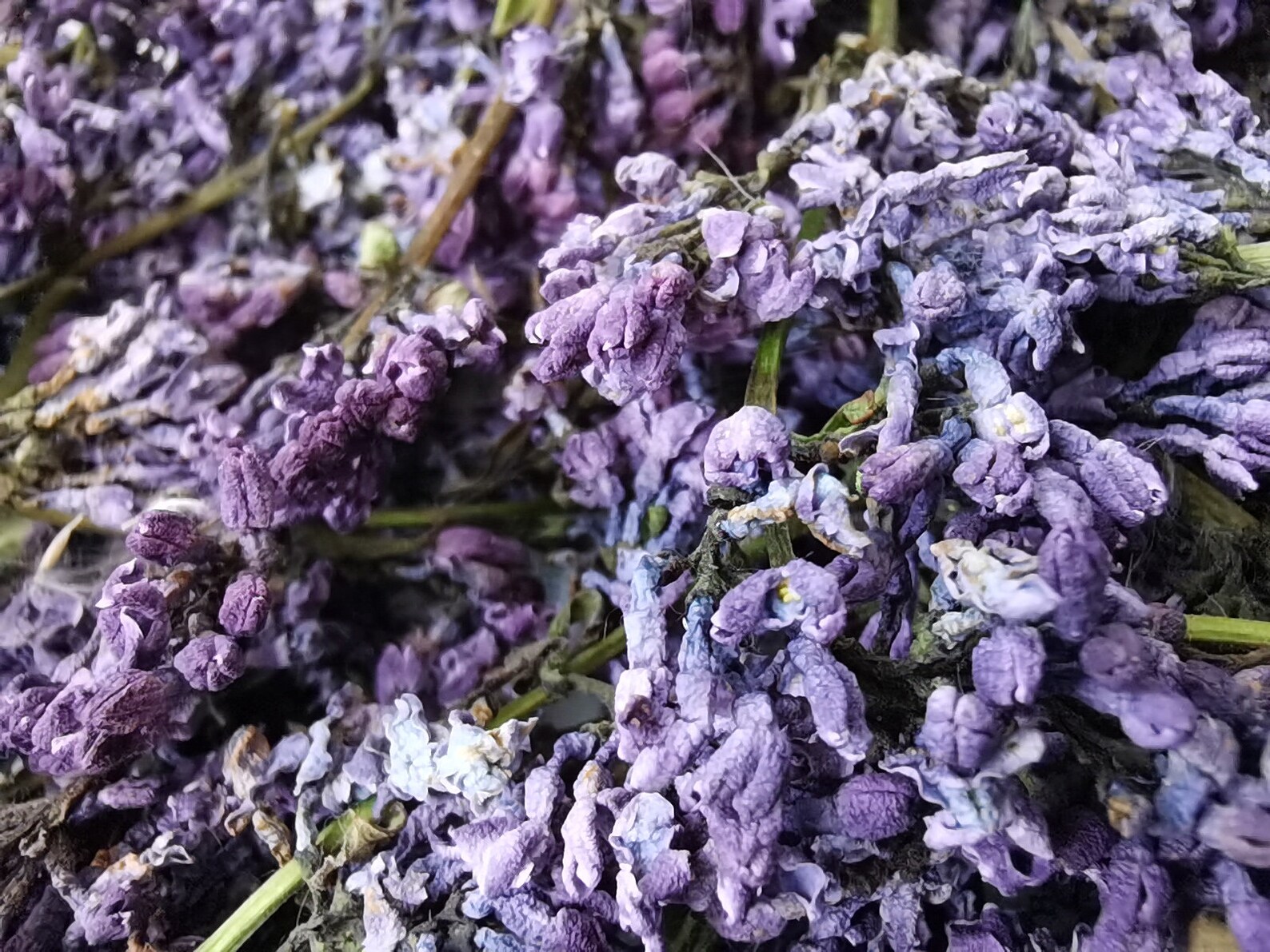 Whole lilac flowers Dried Organic Natural Lilac flower Etsy