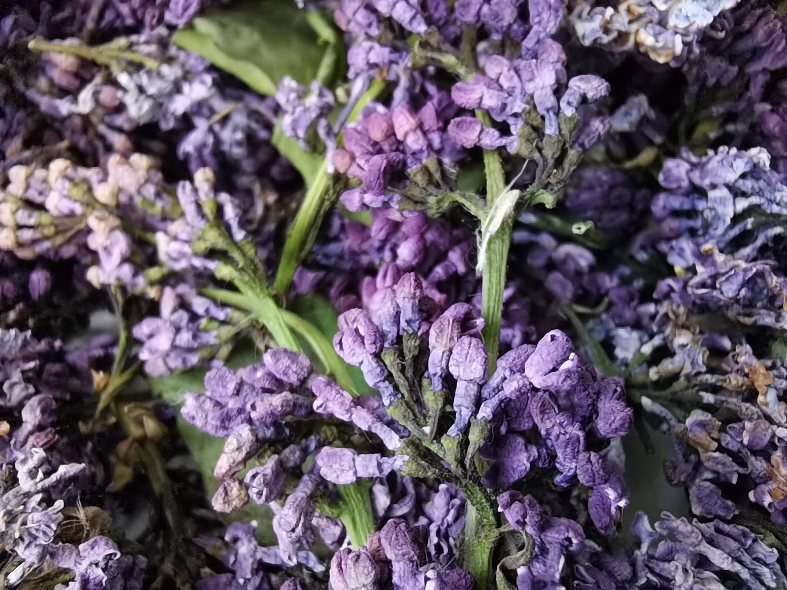 Whole lilac flowers Dried Organic Natural Lilac flower Etsy