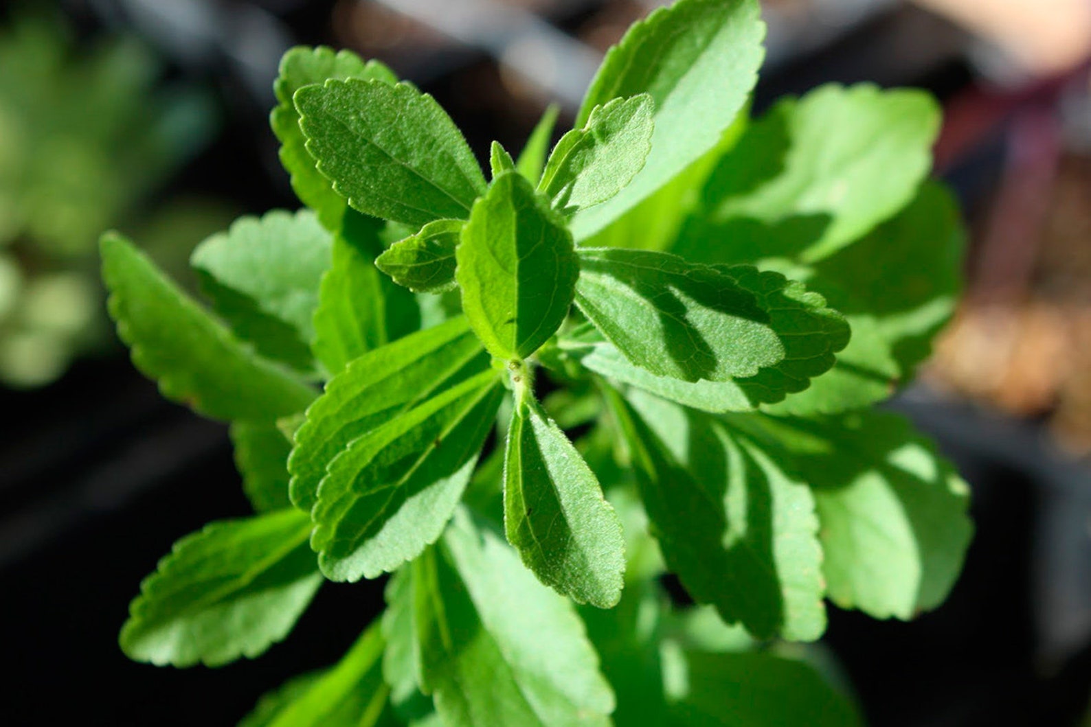 Stevia Leaf Organic Sweet Stevia Stevia Leaves Natural Etsy