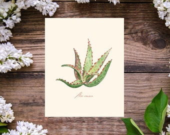 Aloe Comosa Botanical Watercolor Painting ART PRINT by Carson Robertson - Ideal for Home Decor, Wall Decor or Gift