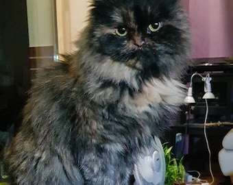 Puede incluir: Un gato calico de pelo largo y esponjoso con ojos verdes se sienta en una superficie negra. El gato tiene una mancha blanca en el pecho y mira directamente a la cámara.