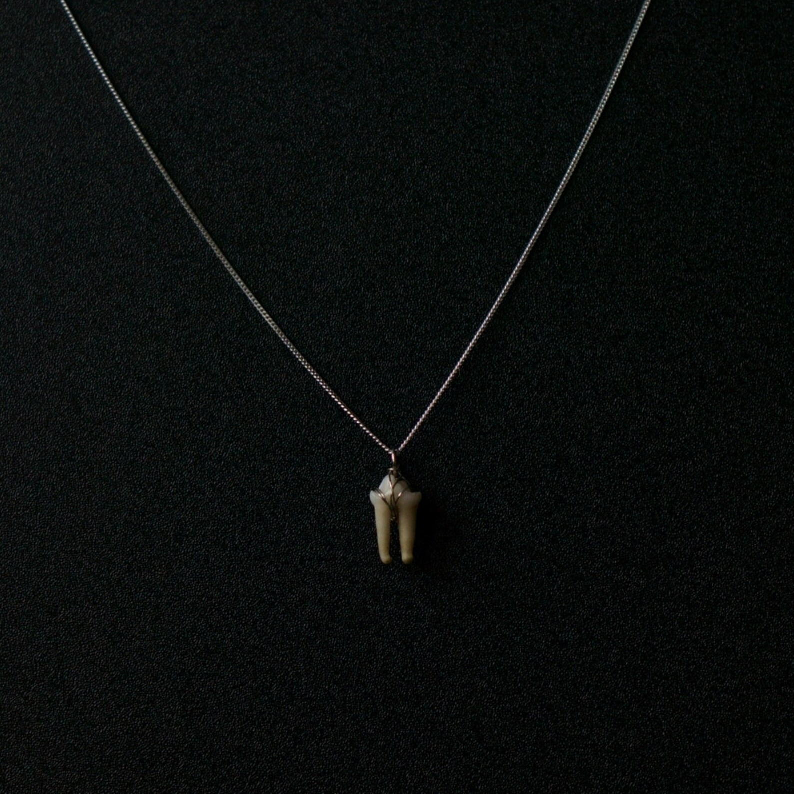 Real Tooth Necklace on 925Sterling Silver Chain Etsy