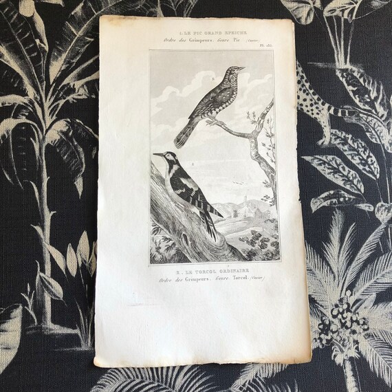 フランスアンティーク 木彫りの鳥 フランス アンティーク 鳥と木の実の