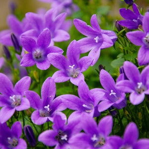 Fine Art Photography Instant Download Digital Image Flowers Purple
