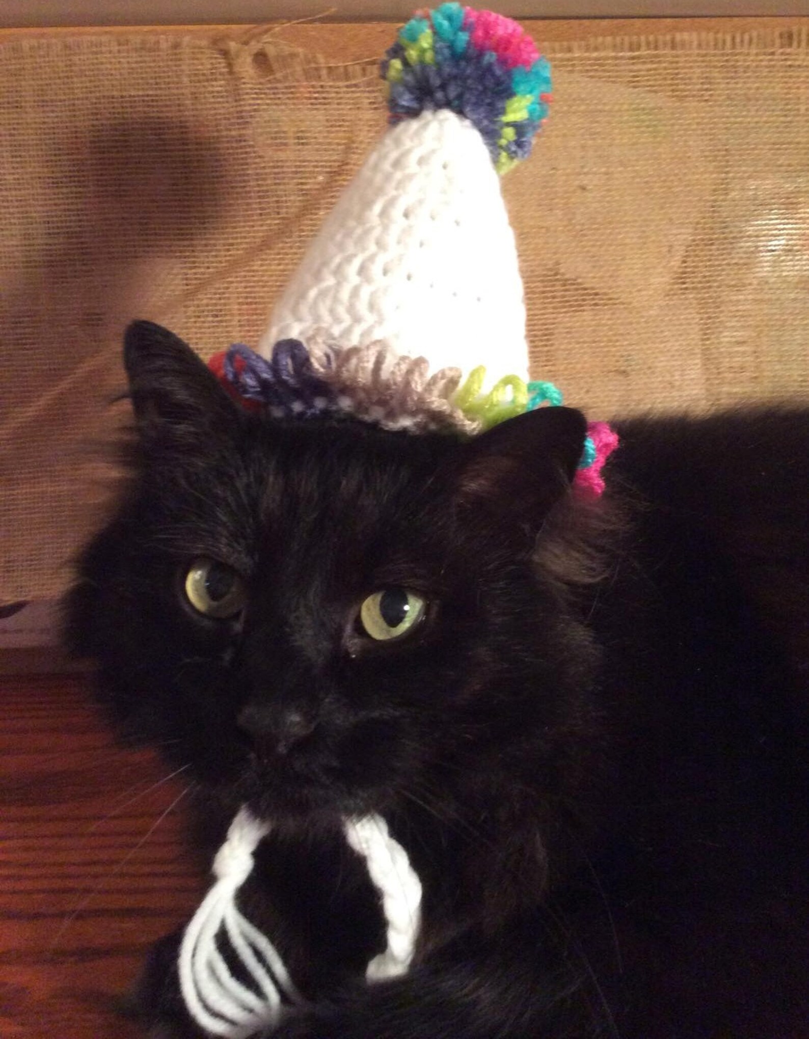 Birthday Hat Happy Birthday Hats for Cats Cat Costumes Pet Etsy