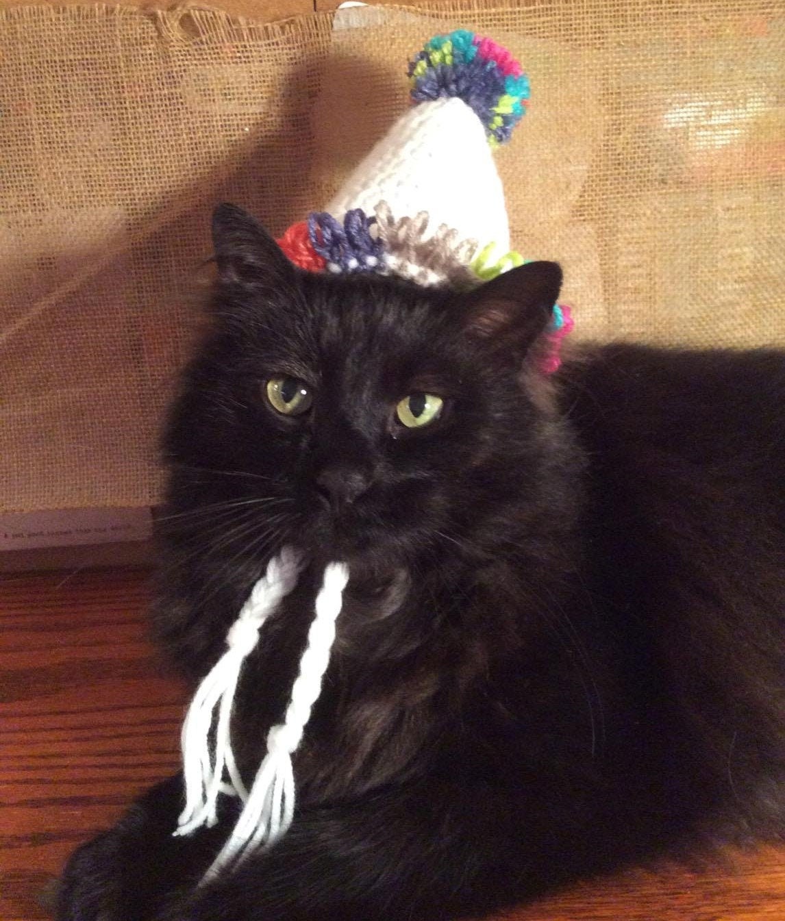 Birthday Hat Happy Birthday Hats for Cats Cat Costumes Pet Etsy UK