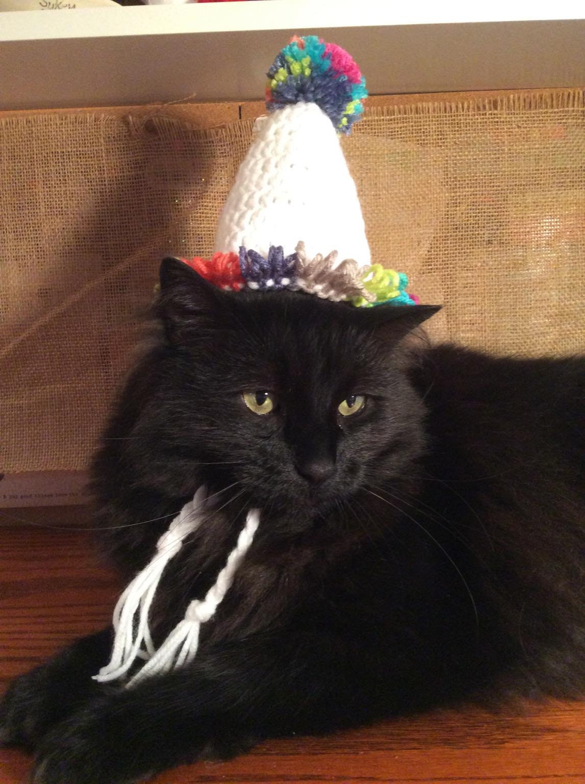 Birthday Hat Happy Birthday Hats for Cats Cat Costumes Pet Etsy