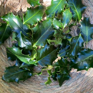 May include: A collection of dark green, glossy holly leaves with sharp, spiky edges. The leaves are arranged in a cluster, showcasing their distinct pointed shapes and smooth, reflective surfaces, highlighting the natural texture of the foliage.