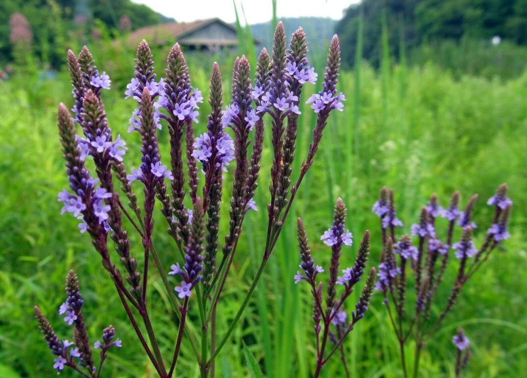 200BLUE VERVAIN Flower Seeds Perennial Native Wildflower Medicinal Herb