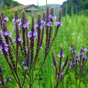 200+BLUE VERVAIN Flower Seeds Perennial Native Wildflower Medicinal Herb Garden Patio Container Poor Soils Heat Cold Drought