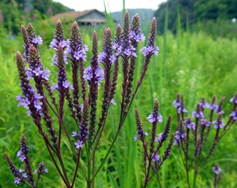 200+BLUE VERVAIN Flower Seeds Perennial Native Wildflower Medicinal Herb Garden Patio Container Poor Soils Heat Cold Drought