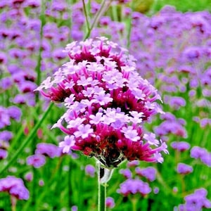 500+PURPLETOP VERVAIN Seeds Native Wildflower Medicinal Plant Herbal Tea Poor Soils Drought Heat Cold Garden Patio Container Pollinators