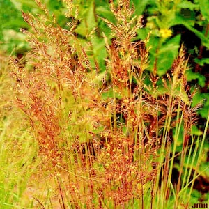 1 oz INDIAN GRASS Seeds Native Prairie Grass Clumping Ornamental Poor Soil Drought Heat Cold Garden Container