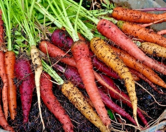 400+RAINBOW CARROTS Seeds 5 Colors All Natural Organic Non Gmo Gourmet Kids Easy Grow