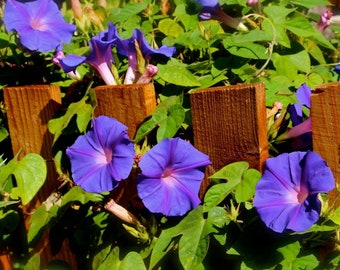 200+Purple GRANDPA OTT MORNING Glory Seeds Climbing Flowering Vine Heat Poor Soils Summer Fall Flowers Container Fast Easy