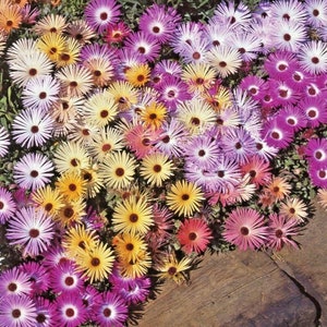 8000+ICE PLANT MIX Seeds Livingston Daisy Groundcover 6 Colors Annual Poor Soils Drought Tolerant Fast Easy