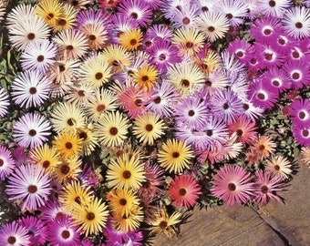 2 Gram=16,000+ICE PLANT MIX Seeds (Livingston Daisy) Ground Cover 6 Colors Annual