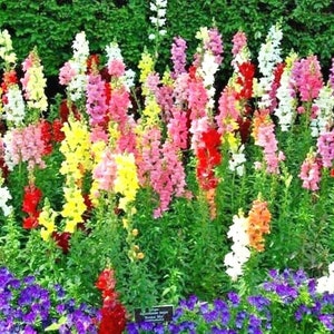 2000+SNAPDRAGON &quot;TETRA MIX&quot; Flower Seeds 18-24&quot; Tall Garden/Patio Container