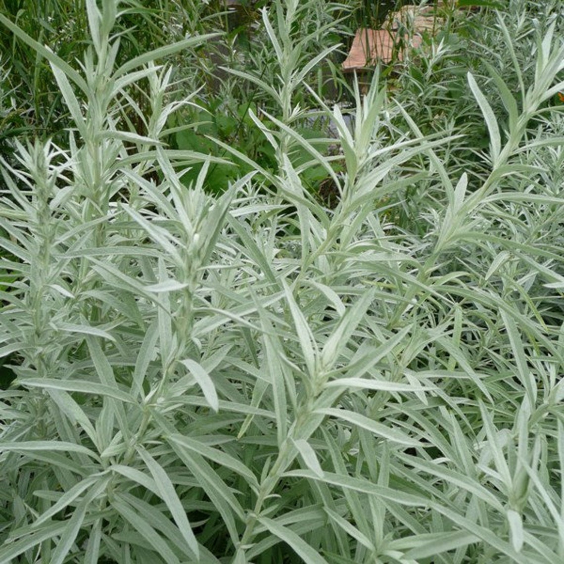 300PRAIRIE SAGE WHITE Sagebrush Seeds Perennial Native Etsy