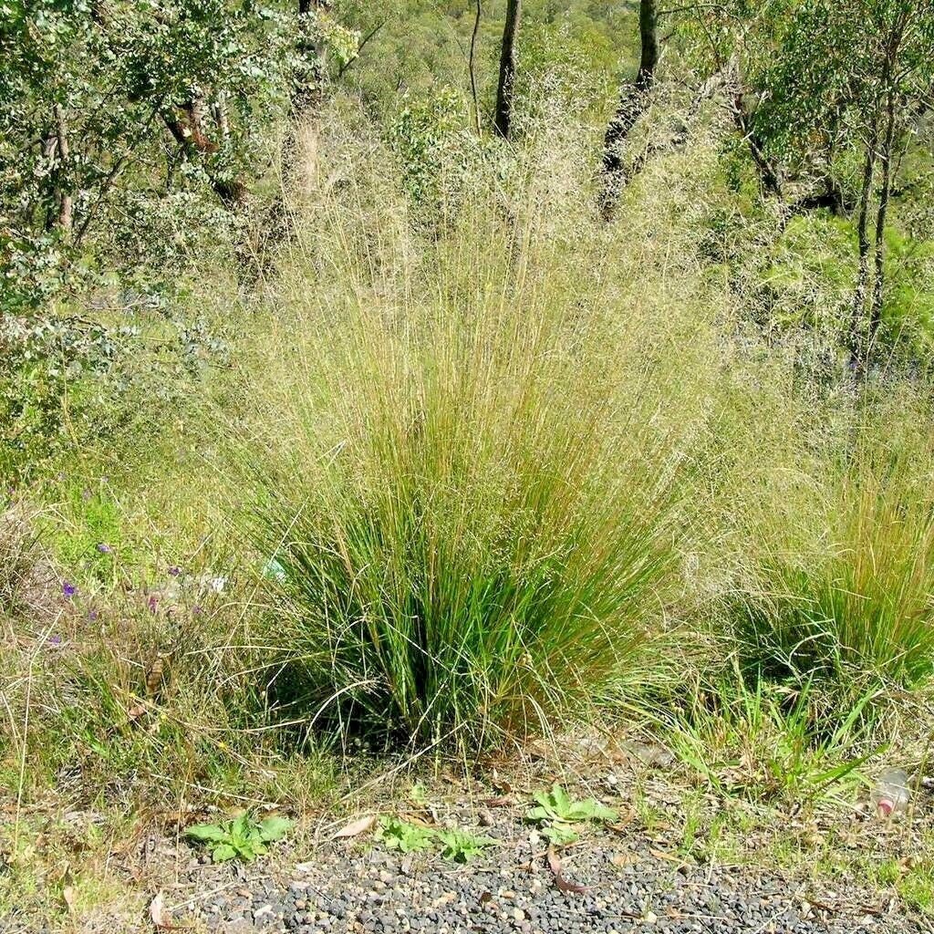 1000SAND LOVE GRASS Seed Native Prairie Beach Grass Lakes Ocean Poor Soil  Sand Drought Heat Cold Bunching Ornamental - Etsy Denmark