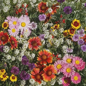 Michigan Wildflower Seeds - Etsy