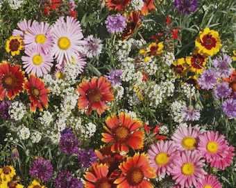 2000+BIRD & BUTTERFLY MIX Seeds 18 Native Wildflowers Annual Perennial Garden Easy