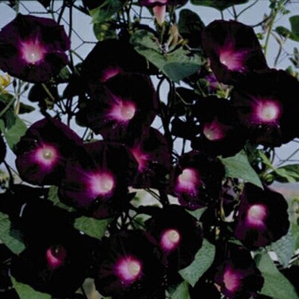 25+ KNOWLIANS BLACK Morning Glory Seeds Climbing Flowering Vine Heat Poor Soils Summer Fall Flowers Container Fast Easy
