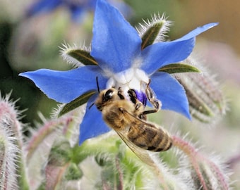 130+BORAGE Seeds Organic Herb Native Wildflower Edible Plant Summer Garden Patio Container Fast Easy