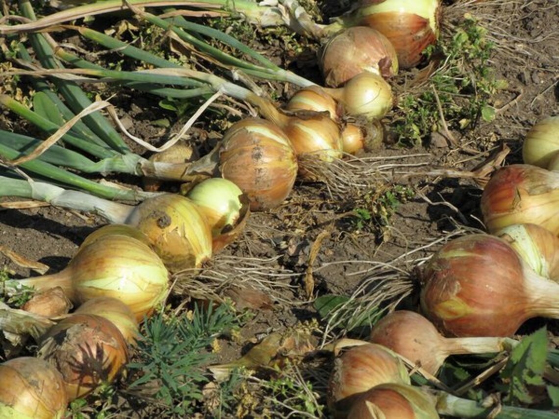 400YELLOW SWEET SPANISH Onion Seeds Organic Nongmo Heirloom Etsy