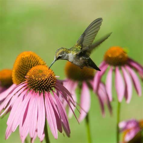 thumbnail image 2 of Little Seed Store Native Wildflower Mix – 7 Annual & Perennial Varieties 2 of 5