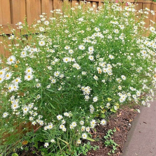 200+FALSE ASTER Seeds Perennial Native Wildflower Poor Soils Heat Cold Garden Patio Container Fall Flowers Pollinators