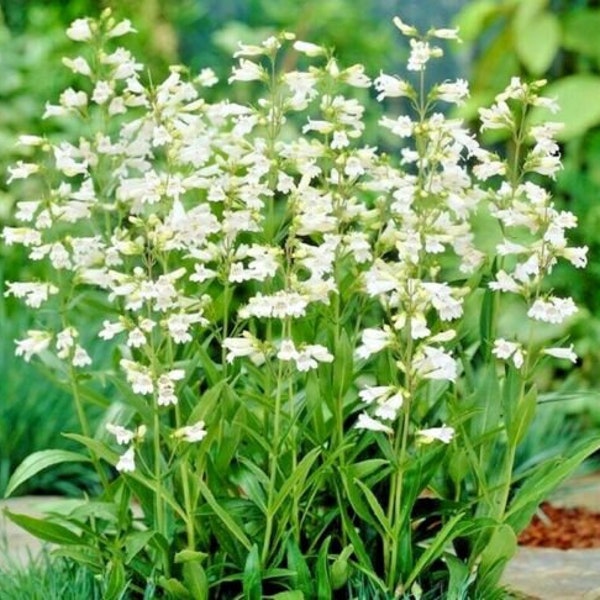 300+FOXGLOVE BEARDTONGUE Seeds Native Wildflower Poor Soils F/P Sun Cut Flowers Perennial