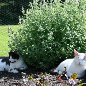 May include: Two cats relaxing in a garden setting. One cat is black and white, the other is white with a light brown patch on its head. Both cats are lying down with their eyes closed. The cats are surrounded by green plants and flowers.