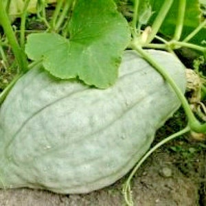 30+BLUE HUBBARD WINTER Squash Seeds Organic 1800&#39;s Heirloom Sweet Potato Taste Long Storage Easy