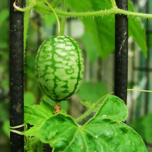 20+MOUSE MELON Seeds Organic Mexican Sour Gherkin Cucumber Sandita Cucamelon Patio Container Summer Garden Easy
