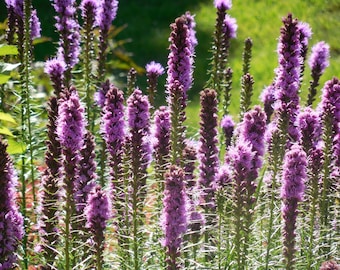 100+ MARSH DENSE BLAZING Star Flower Seeds Gay Feather Native Prairie Wildflower Container Garden Perennial