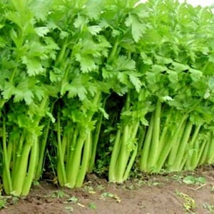 May include: A close-up shot of fresh celery plants growing in a garden. The celery stalks are a vibrant green color, with leafy tops. The image shows a healthy crop of celery ready for harvest.