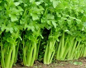 1000+TALL UTAH CELERY Seeds Organic Non Gmo Heirloom Garden Vegetable Sprouts Garden Container Easy