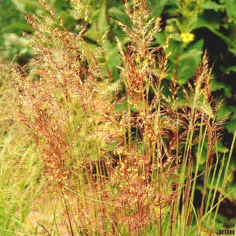 500INDIAN GRASS Seeds Native Prairie Grass Wildflower - Etsy