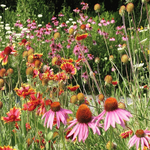 2000+NATIVE PERENNIAL WILDFLOWER Mix Seeds 17 Varieties Pollinators Cut Flowers Summer Fall Flower Garden Easy
